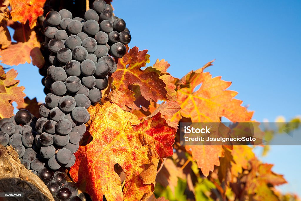 Racimo de maduras uvas en la vid montaje - Foto de stock de Agricultura libre de derechos