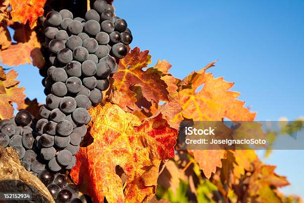 Racimo De Maduras Uvas En La Vid Montaje Foto de stock y más banco de imágenes de Agricultura - Agricultura, Aire libre, Anochecer