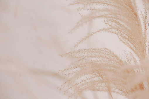 Natural background with pampas grass. Dried soft plants, Cortaderia selloana. Dry grass, boho style. Pastel colors