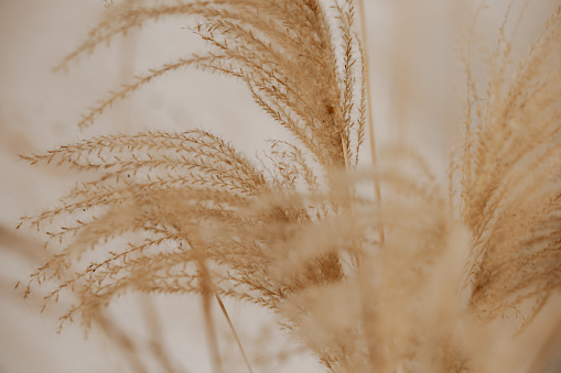 Natural background with pampas grass. Dried soft plants, Cortaderia selloana. Dry grass, boho style. Pastel colors