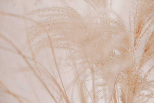 Natural background with pampas grass. Dried soft plants, Cortaderia selloana. Dry grass, boho style. Pastel colors.