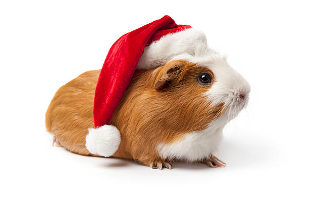 istock Guinea Pig with Christmas hat 152153024