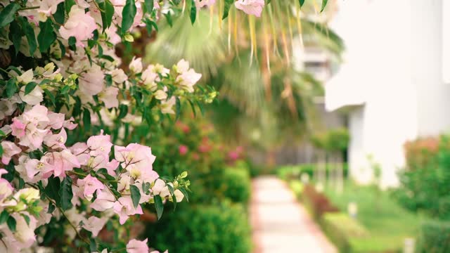 Close up Pink Bougainvillea and palm tree in a full bloom in the city street. Bloom in the city. Garden concept. Tropical flower blooming on background blurry .