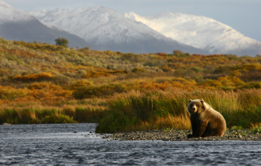 kodiak brown bear on kodiak island naer karluk river
