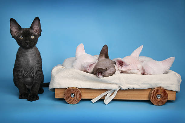 Cute cornish rex cat kittens sleeping with one watching Cute cornish rex cat kittens sleeping in wooden carriage on blue background with black one watching buggy eyes stock pictures, royalty-free photos & images