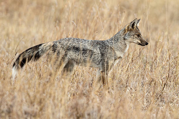 Side-striped jackal in the Serengeti grasslands Side-striped jackal with characteristic white-tipped tail, Serengeti National Park, Tanzania, East Africa jackals stock pictures, royalty-free photos & images