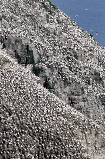 Colony of thousands of Northern Gannets at Cape St. Mary's Ecological Reserve near St. Bride's, Newfoundland