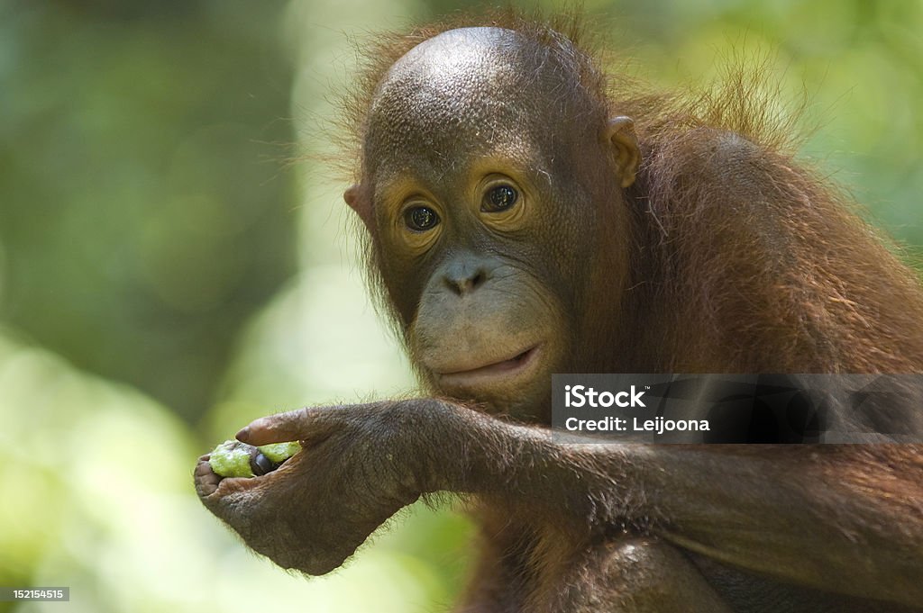 오랑우탄 식사 - 로열티 프리 동물 스톡 사진