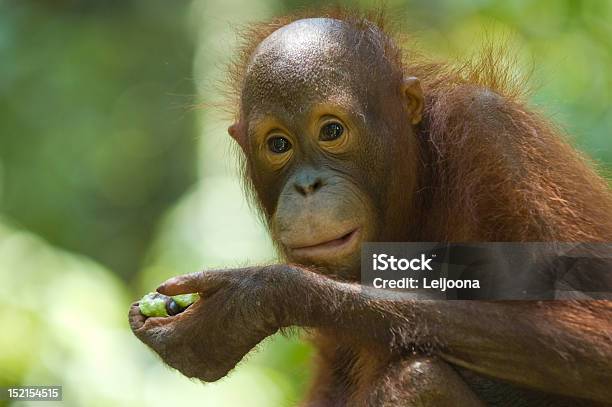 오랑우탄 식사 동물에 대한 스톡 사진 및 기타 이미지 - 동물, 동물 한 마리, 말레이시아