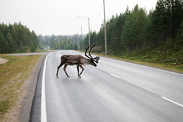 istock Reindeer Crossing Road 152155053