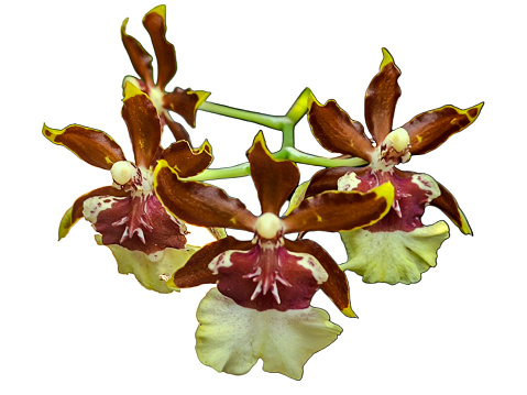 Paphiopedilum orchids flowers bloom in spring lunar new year 2021 adorn the beauty of nature, a rare wild orchid decorated in tropical gardens