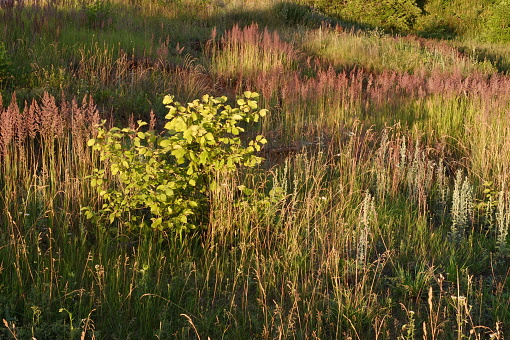 Wild grass, young poplar trees and fireweed flowers in spots of warm sunset rays