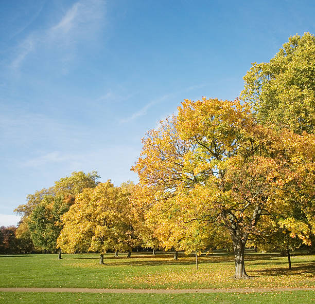 istock Autumnal trees, Hyde Park, London 152157080