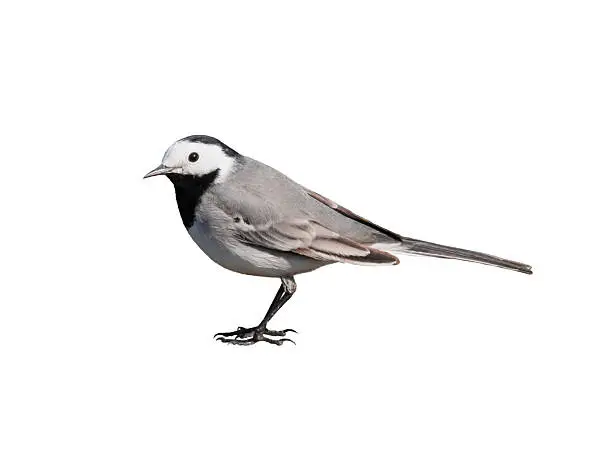 white wagtail perched on the ground,