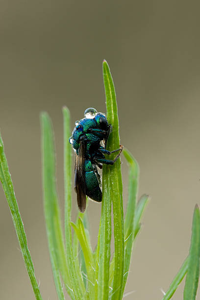 Green bee stock photo