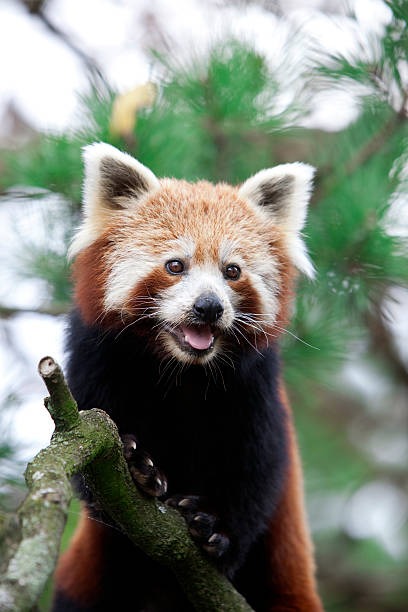 Red Panda stock photo