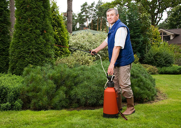 istock Senior man florist working in the garden 152157556