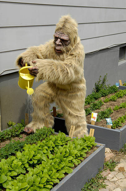 Bigfoot Gardening stock photo