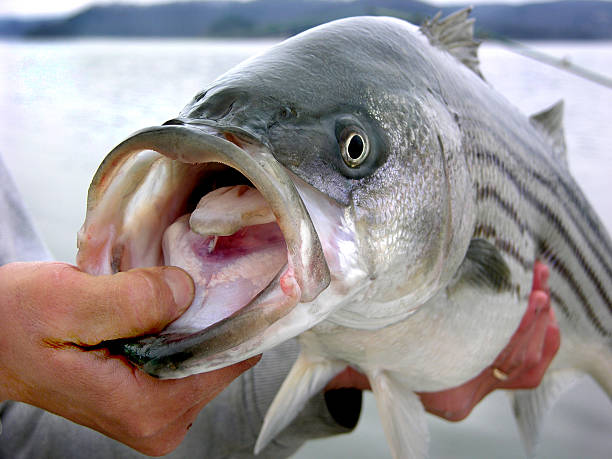 trofeo striper - fisherwoman fotografías e imágenes de stock