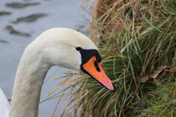 istock White mute swan in its natural habitat 1521578999