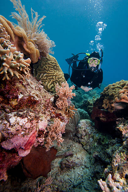 istock Scuba diver swimming over a tropical coral reef 152157921