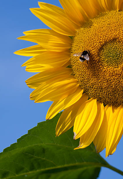 Sunflower and bumblebee stock photo