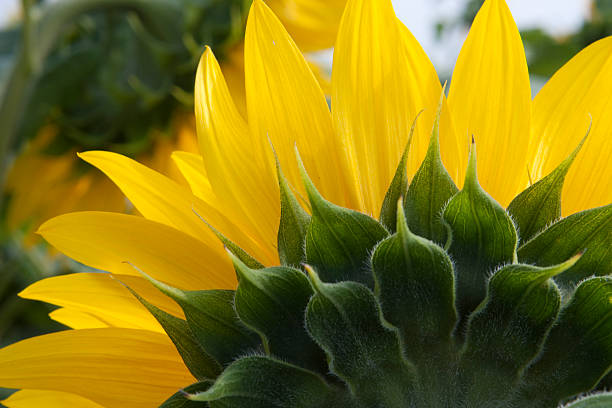 Sunflower stock photo