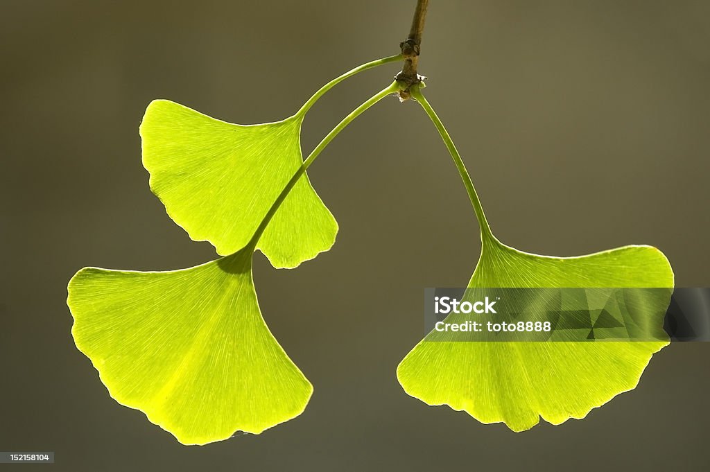 Gros plan des feuilles de Ginkgo - Photo de Automne libre de droits