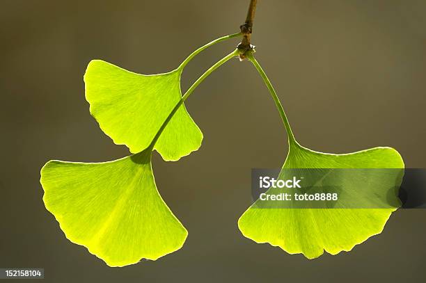 Photo libre de droit de Gros Plan Des Feuilles De Ginkgo banque d'images et plus d'images libres de droit de Automne - Automne, Branche - Partie d'une plante, Brindille