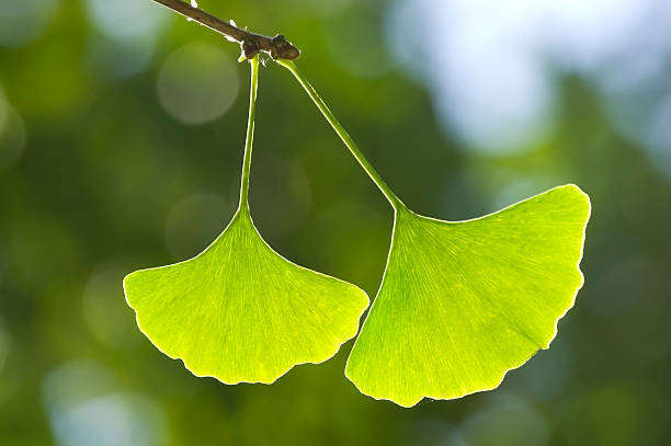 close-up de ginkgo folhas - ginkgo ginkgo tree chinese medicine ayurveda - fotografias e filmes do acervo