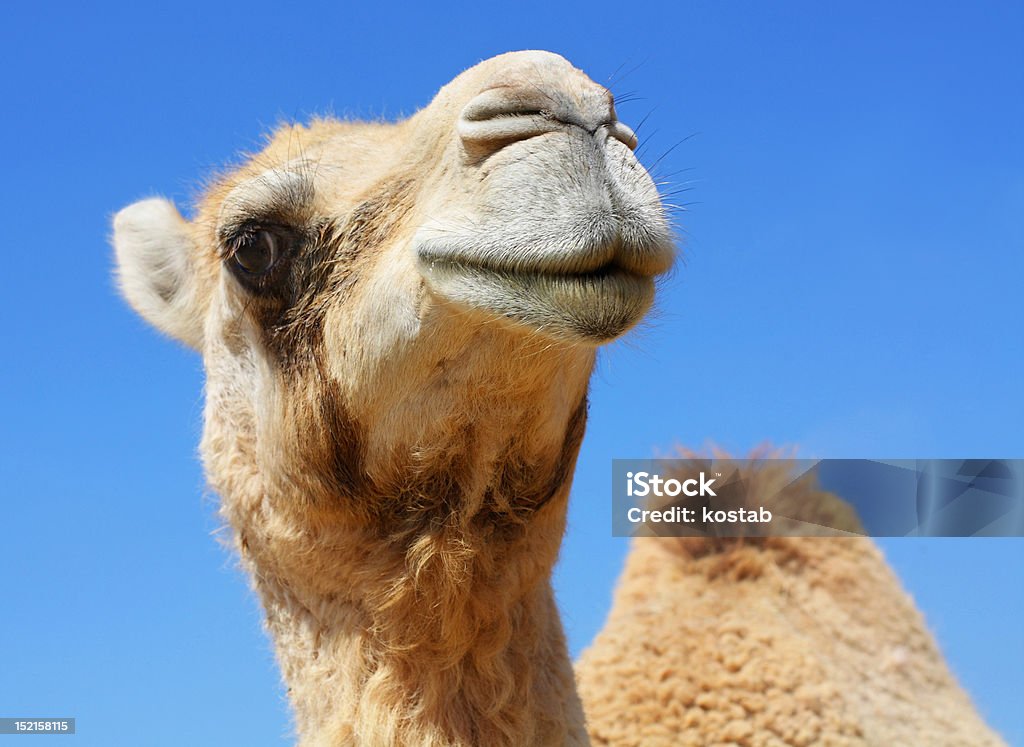funny camello - Foto de stock de Camello libre de derechos