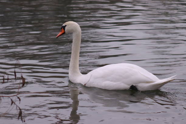 istock White mute swan in its natural habitat 1521582702