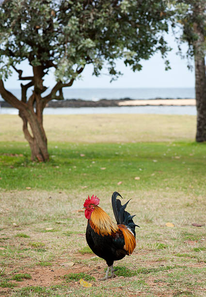 Rooster on the beach! A single rooster strutting on the beach in hawaii, the ocean and tropical trees in background male red junglefowl gallus gallus stock pictures, royalty-free photos & images