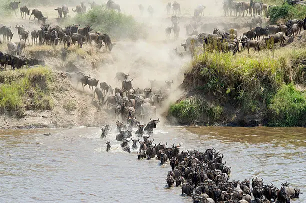 a group of wildebeest crossing the Mara river in northern Tanzania, Africa