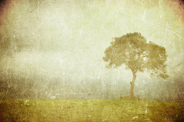 istock grunge image of a tree on vintage paper 152158461