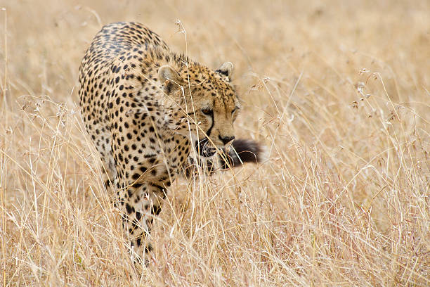 cheetah stock photo