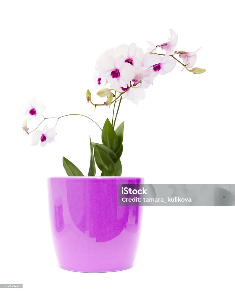 Blanc superbes orchidées dendrobium - Photo de Beauté libre de droits