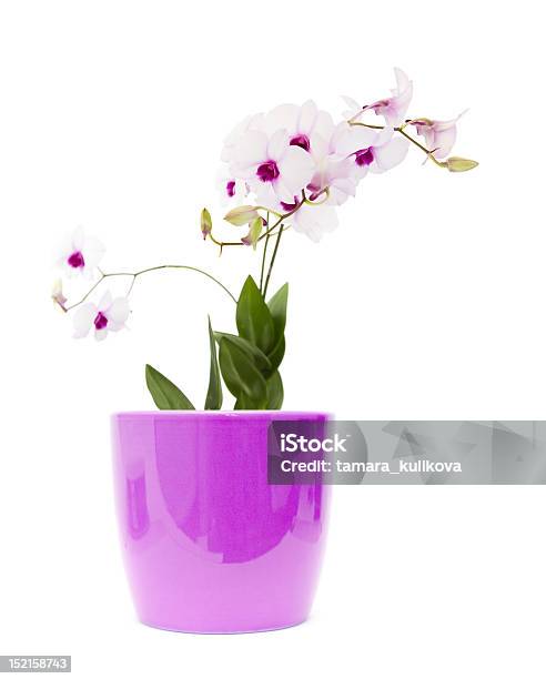 Photo libre de droit de Blanc Superbes Orchidées Dendrobium banque d'images et plus d'images libres de droit de Beauté - Beauté, Beauté de la nature, Bouton de fleur