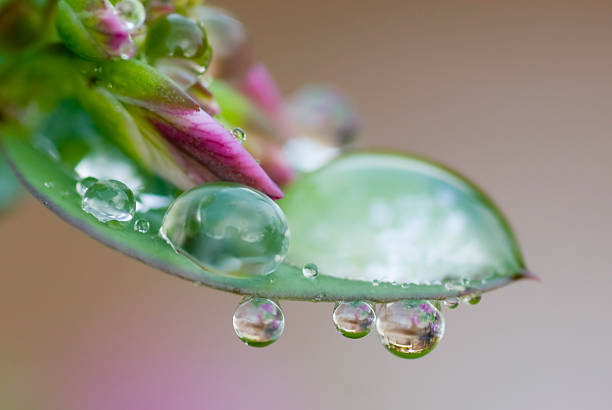 Gouttes de pluie sur une feuille fleur rose - Photo