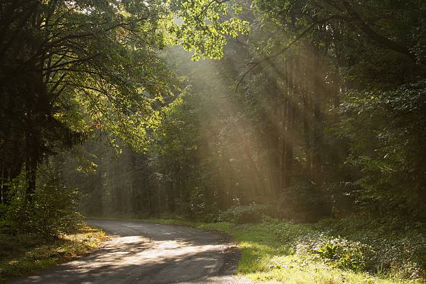 istock Country road in the morning 152159269