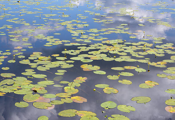 Water lilies background stock photo