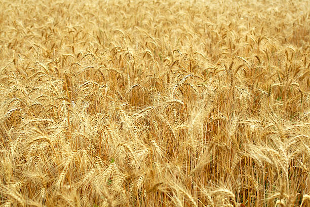 Grain field stock photo