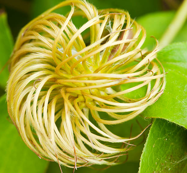 Macro of an Abstract Shaped Weed on the Clematis Plant stock photo