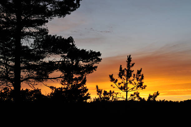 Evening in the forest stock photo