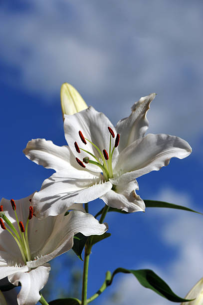 fleur de lis look sur le soleil - close up sunlight white perennial photos et images de collection