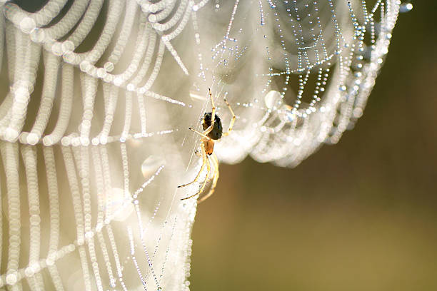 spider on web stock photo