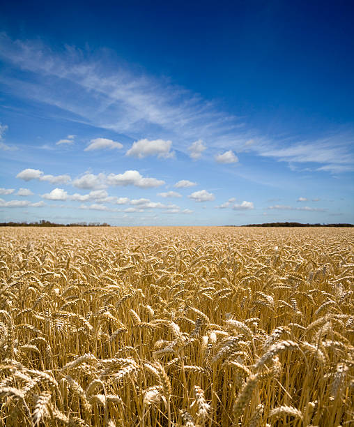 Summer Wheat stock photo