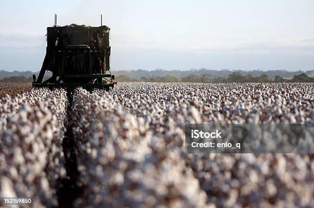 Baumwolle Harvester Stockfoto und mehr Bilder von Baumwollpflanze - Baumwollpflanze, Feld, Ernten