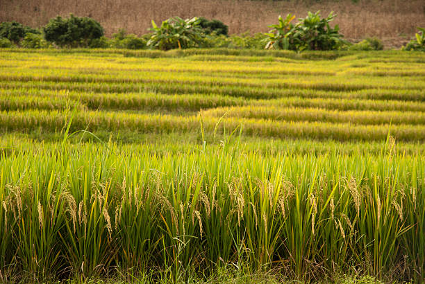 рисовая терраса-chang khoeng, mae chaem, chiang mai, thailand - millet terrace стоковые фото и изображения