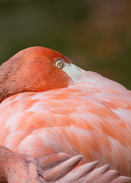 Flamingo stock photo